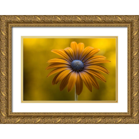 Sunshine Daisy Gold Ornate Wood Framed Art Print with Double Matting by Disher, Mandy