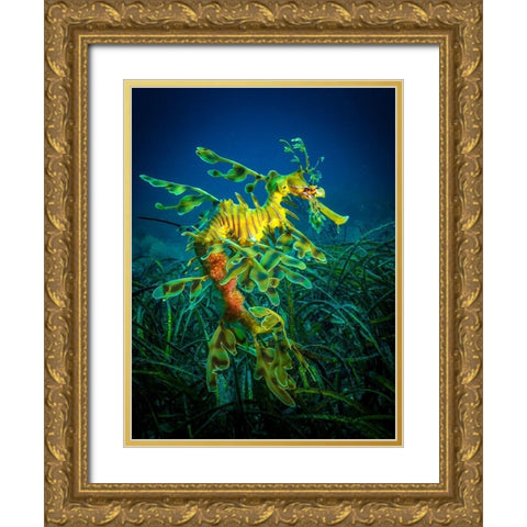 Leafy Sea Dragon - Male With Eggs Gold Ornate Wood Framed Art Print with Double Matting by Abadschieff, Jan
