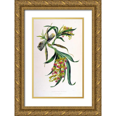 Orchid, Galeandra Baueri Gold Ornate Wood Framed Art Print with Double Matting by Withers, Augusta