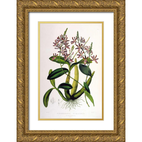 Orchid, Schomburgkia Tibicinus Gold Ornate Wood Framed Art Print with Double Matting by Withers, Augusta