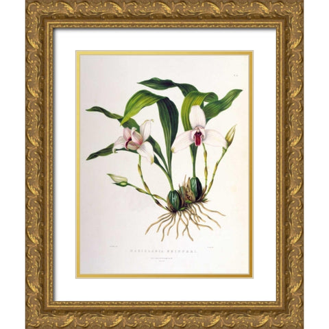 Orchid, Maxillaria Skinneri Gold Ornate Wood Framed Art Print with Double Matting by Withers, Augusta