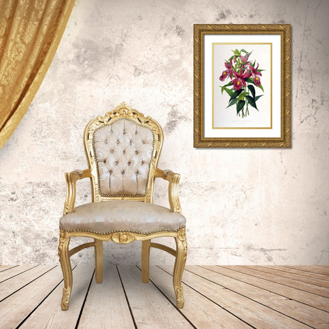 Orchid, Sobralia Macrantha Gold Ornate Wood Framed Art Print with Double Matting by Withers, Augusta