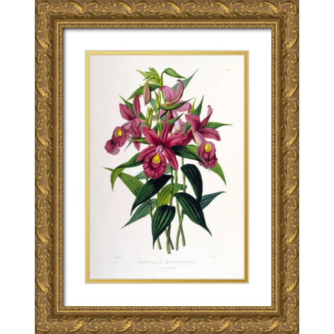 Orchid, Sobralia Macrantha Gold Ornate Wood Framed Art Print with Double Matting by Withers, Augusta
