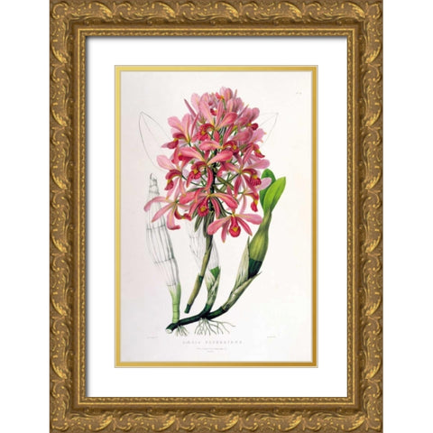 Orchid, Laelia Superbiens Gold Ornate Wood Framed Art Print with Double Matting by Withers, Augusta