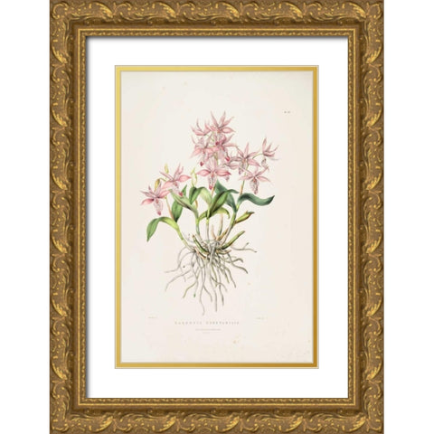 Orchid, Barkeria Spectabilis Gold Ornate Wood Framed Art Print with Double Matting by Withers, Augusta