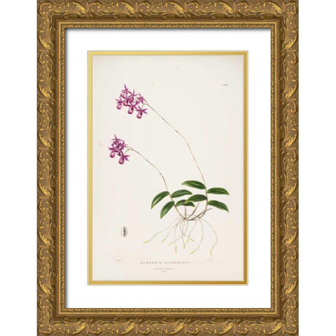 Orchid, Barkeria Lindleyana Gold Ornate Wood Framed Art Print with Double Matting by Withers, Augusta