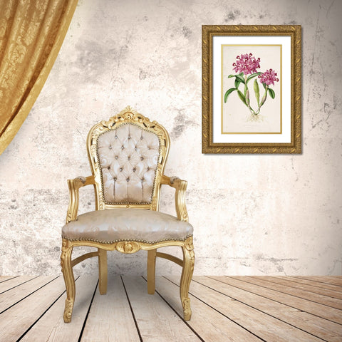 Orchid, Catleya Skinneri Gold Ornate Wood Framed Art Print with Double Matting by Withers, Augusta
