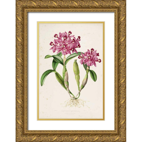 Orchid, Catleya Skinneri Gold Ornate Wood Framed Art Print with Double Matting by Withers, Augusta