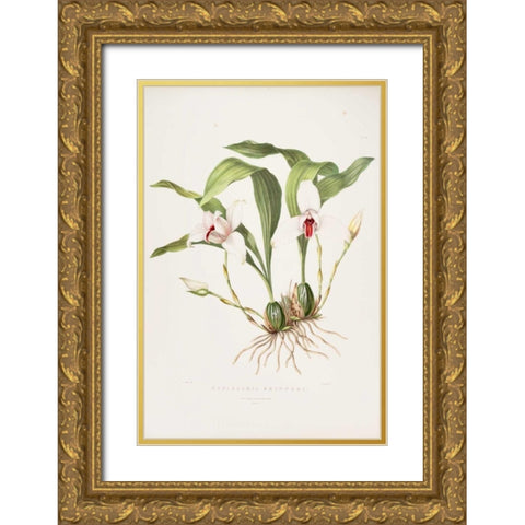 Orchid, Maxillaria Skinneri Gold Ornate Wood Framed Art Print with Double Matting by Withers, Augusta