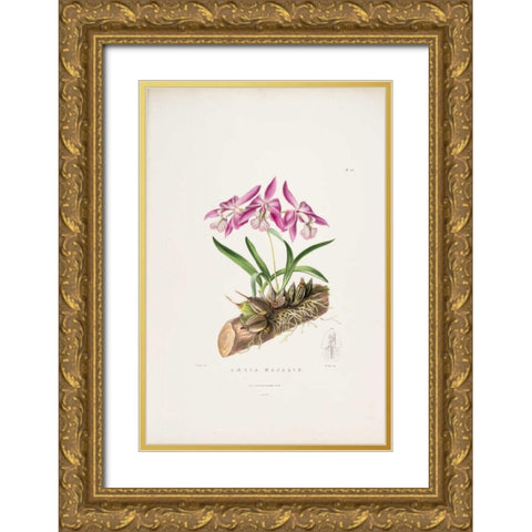 Orchid, Laelia Majalis Gold Ornate Wood Framed Art Print with Double Matting by Withers, Augusta