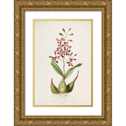 Orchid, Epidendrum Macrochilum Gold Ornate Wood Framed Art Print with Double Matting by Withers, Augusta