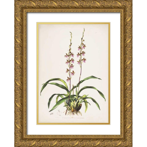 Orchid, Cyrtochilum Bictioniense Gold Ornate Wood Framed Art Print with Double Matting by Withers, Augusta