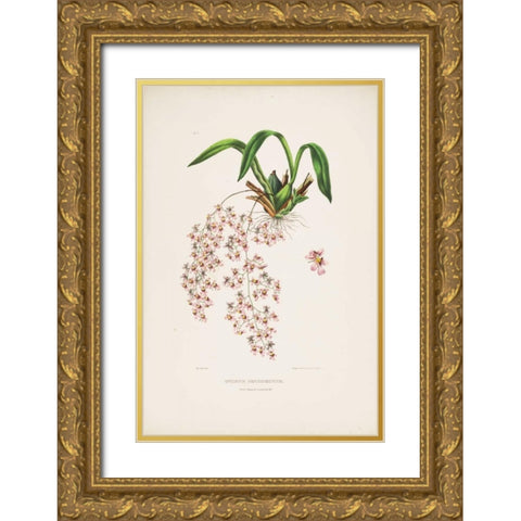 Orchid, Oncidium Bateman Gold Ornate Wood Framed Art Print with Double Matting by Withers, Augusta