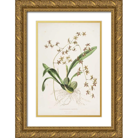 Orchid, Odontoglossum Hastatum Gold Ornate Wood Framed Art Print with Double Matting by Withers, Augusta