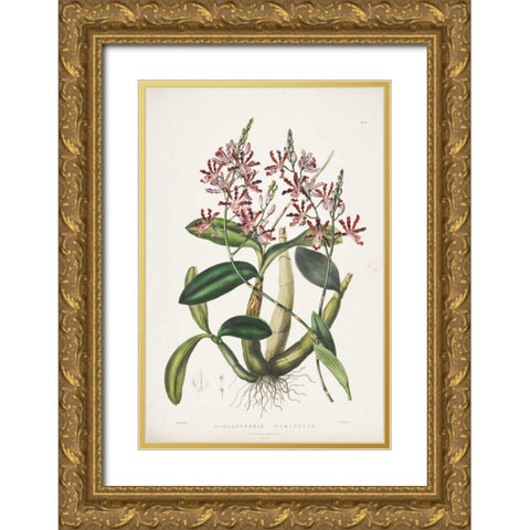 Orchid, Schomburgkia Tibicinis Gold Ornate Wood Framed Art Print with Double Matting by Withers, Augusta
