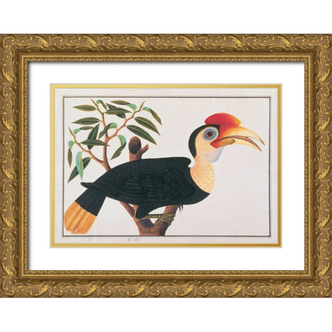 Ke-ke Hornbill Gold Ornate Wood Framed Art Print with Double Matting by Anonymous