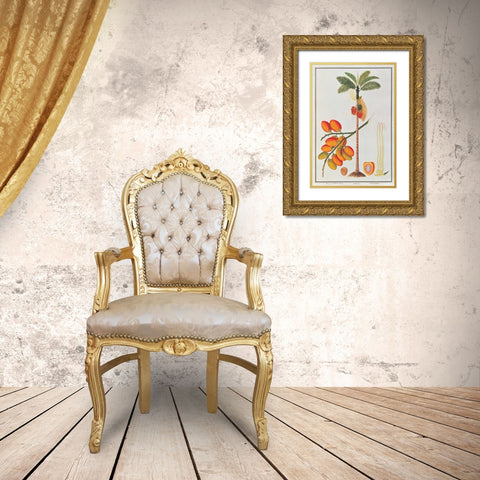 Penang Betle Nut Tree Gold Ornate Wood Framed Art Print with Double Matting by Anonymous