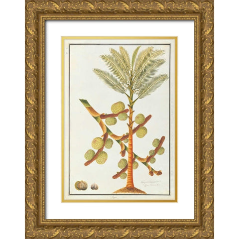 Sago Palm Gold Ornate Wood Framed Art Print with Double Matting by Anonymous