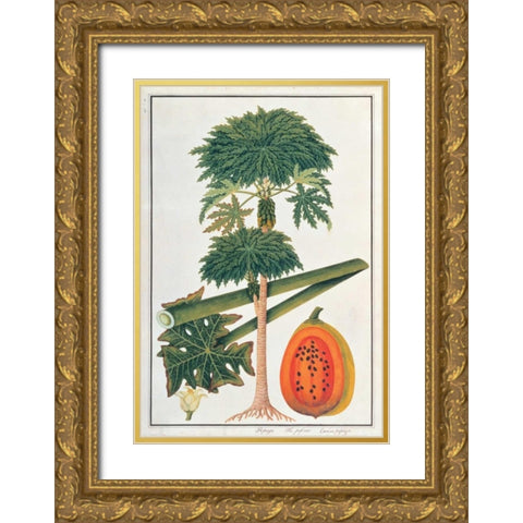 Papaya Tree Gold Ornate Wood Framed Art Print with Double Matting by Anonymous