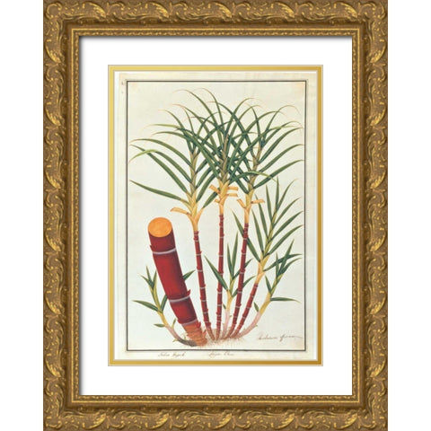 Sugar Cane Gold Ornate Wood Framed Art Print with Double Matting by Anonymous
