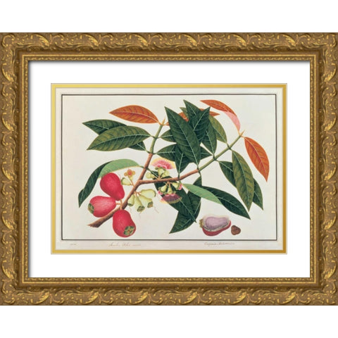 Malay Rose Apple Gold Ornate Wood Framed Art Print with Double Matting by Anonymous