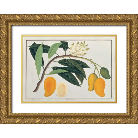 Mango Gold Ornate Wood Framed Art Print with Double Matting by Anonymous