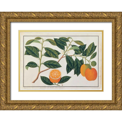 Macao Oranges Gold Ornate Wood Framed Art Print with Double Matting by Anonymous