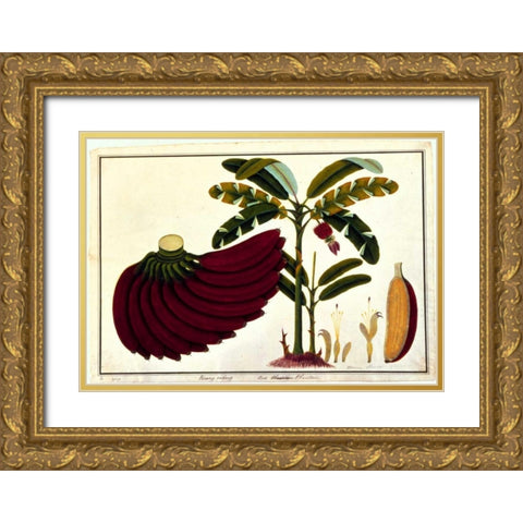 Banana Gold Ornate Wood Framed Art Print with Double Matting by Anonymous