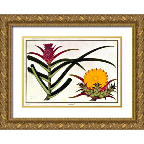 Pineapple Gold Ornate Wood Framed Art Print with Double Matting by Anonymous