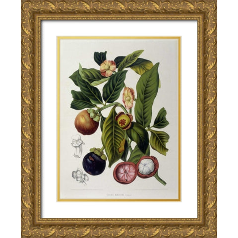 Mangosteen Gold Ornate Wood Framed Art Print with Double Matting by Van Nooten, Madame