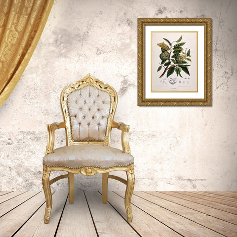 Custard Apple Gold Ornate Wood Framed Art Print with Double Matting by Van Nooten, Madame