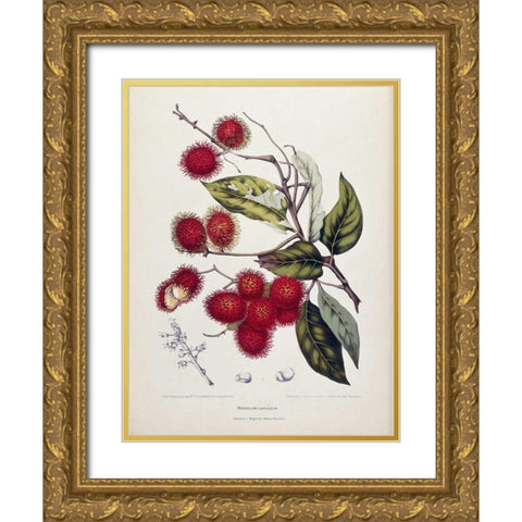 Rambutan Gold Ornate Wood Framed Art Print with Double Matting by Van Nooten, Madame