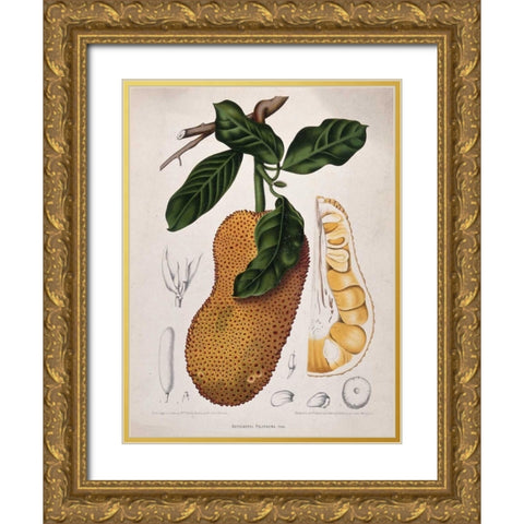 Jackfruit Gold Ornate Wood Framed Art Print with Double Matting by Van Nooten, Madame