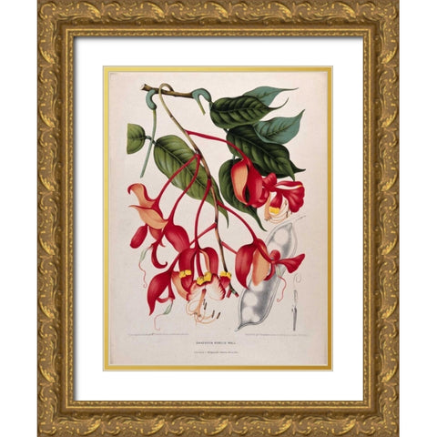 Orchid tree, Pride of Burma Gold Ornate Wood Framed Art Print with Double Matting by Van Nooten, Madame