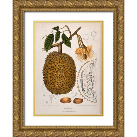 Durian Gold Ornate Wood Framed Art Print with Double Matting by Van Nooten, Madame