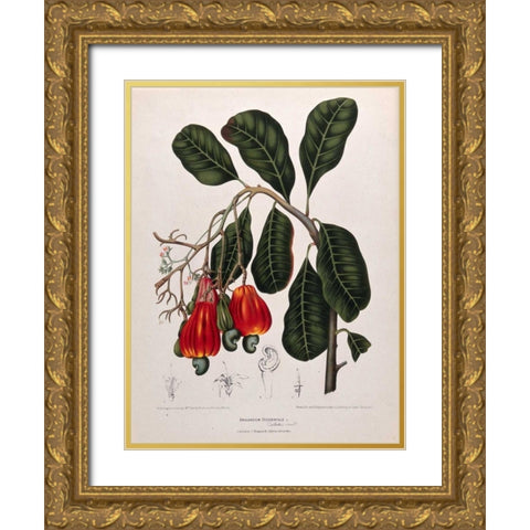 Cashew Nut Gold Ornate Wood Framed Art Print with Double Matting by Van Nooten, Madame