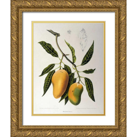 Mangosteen Gold Ornate Wood Framed Art Print with Double Matting by Van Nooten, Madame