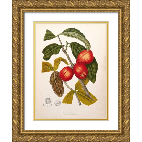 Rose Apple fruiting Gold Ornate Wood Framed Art Print with Double Matting by Van Nooten, Madame