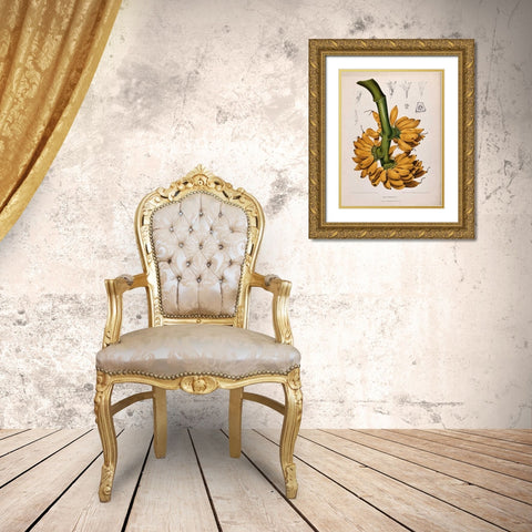 Plantain, Banana Gold Ornate Wood Framed Art Print with Double Matting by Van Nooten, Madame