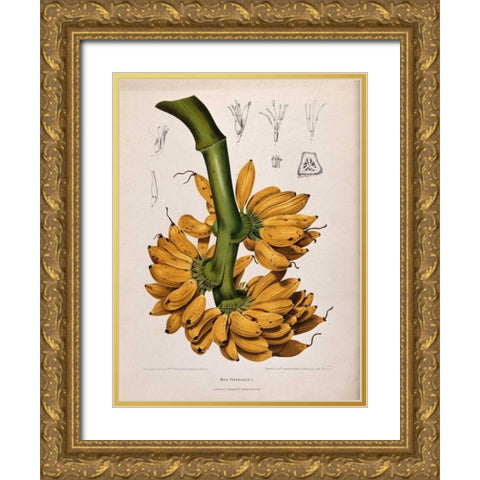 Plantain, Banana Gold Ornate Wood Framed Art Print with Double Matting by Van Nooten, Madame