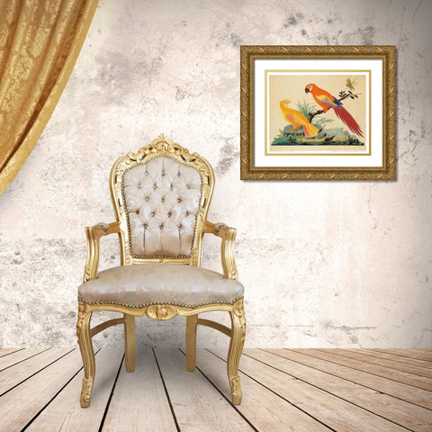 Two Parrots Gold Ornate Wood Framed Art Print with Double Matting by Raineri, Carlo, Vittorio