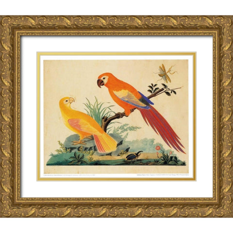 Two Parrots Gold Ornate Wood Framed Art Print with Double Matting by Raineri, Carlo, Vittorio