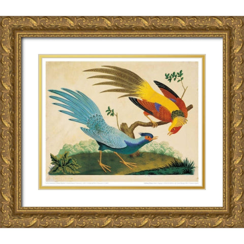 Golden and Silver Pheasant Gold Ornate Wood Framed Art Print with Double Matting by Raineri, Carlo, Vittorio