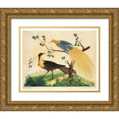 Bird of Paradise and Exotic Bird Gold Ornate Wood Framed Art Print with Double Matting by Raineri, Carlo, Vittorio