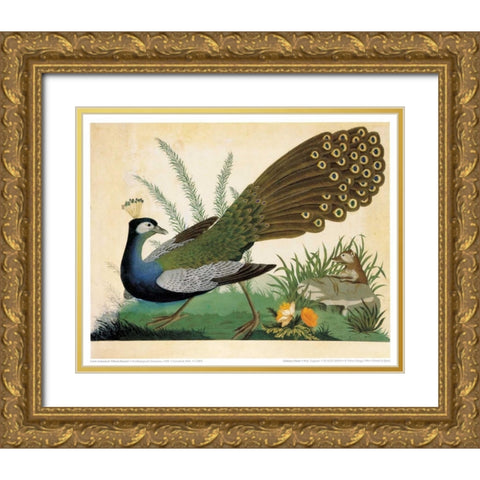 Peacock and Mole Gold Ornate Wood Framed Art Print with Double Matting by Raineri, Carlo, Vittorio
