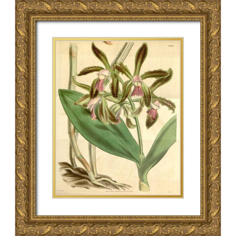 Orchid, Cattleya Guttata Gold Ornate Wood Framed Art Print with Double Matting by Curtis, William
