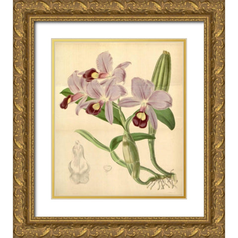 Orchid, Guarianthe Skinneri Gold Ornate Wood Framed Art Print with Double Matting by Curtis, William