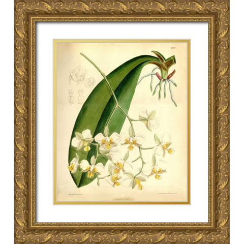 Orchid, Phalaenopsis Stuartiana Gold Ornate Wood Framed Art Print with Double Matting by Curtis, William