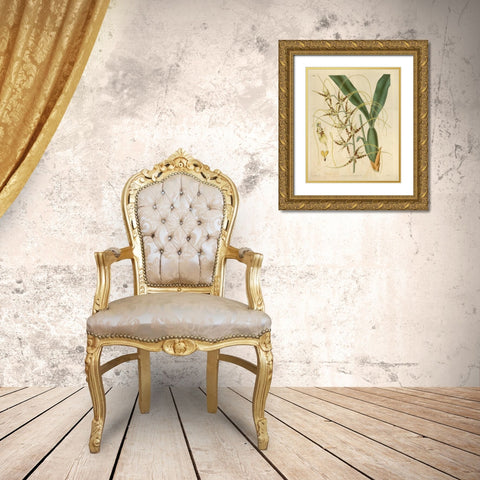 Orchid, Brassia Caudata Gold Ornate Wood Framed Art Print with Double Matting by Curtis, William