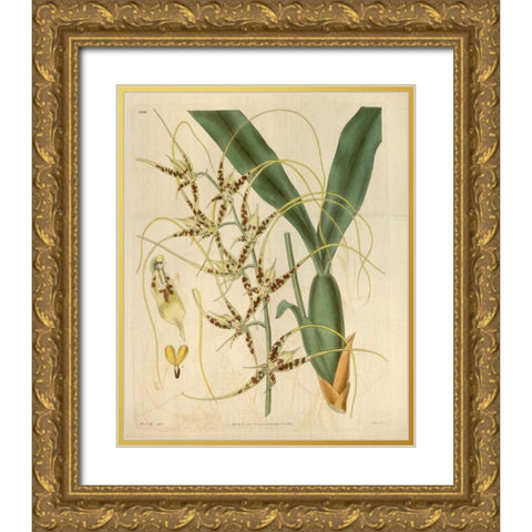 Orchid, Brassia Caudata Gold Ornate Wood Framed Art Print with Double Matting by Curtis, William
